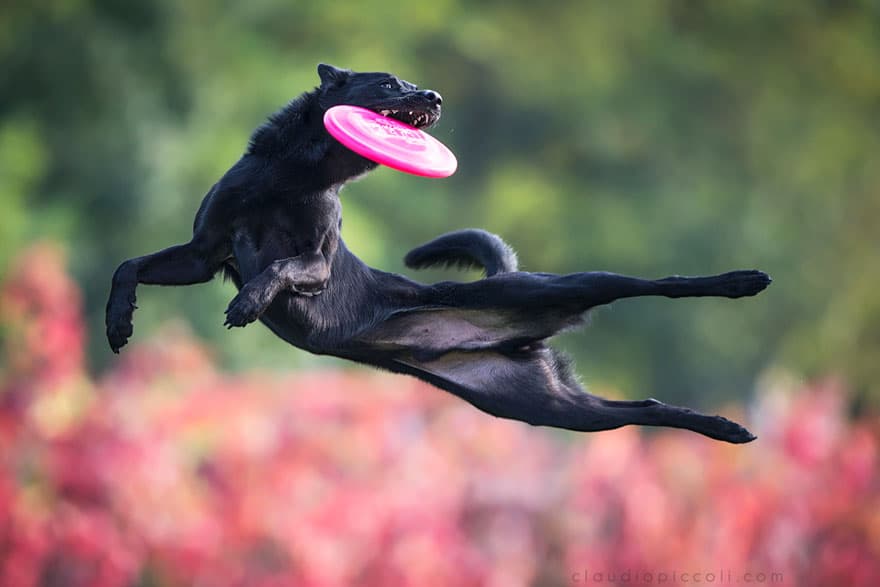 Летающие собаки существуют! Топ 10 красочных фото-доказательств