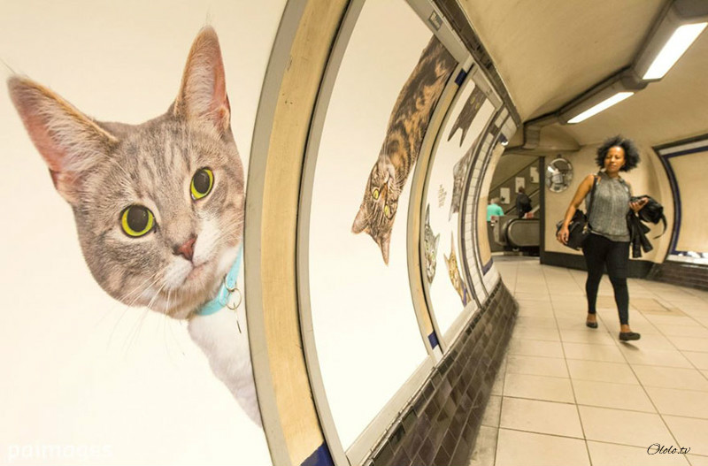 Жители Лондона выкупили все рекламные объявления на станции метро и заменили их на котиков рис 9