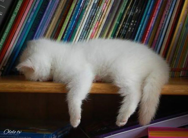 38 забавных доказательств того, что кошки могут уснуть где угодно рис 35