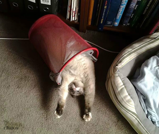38 забавных доказательств того, что кошки могут уснуть где угодно рис 37