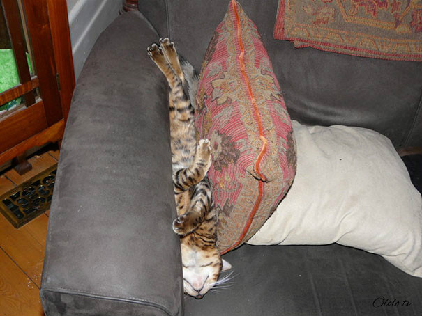 38 забавных доказательств того, что кошки могут уснуть где угодно рис 33