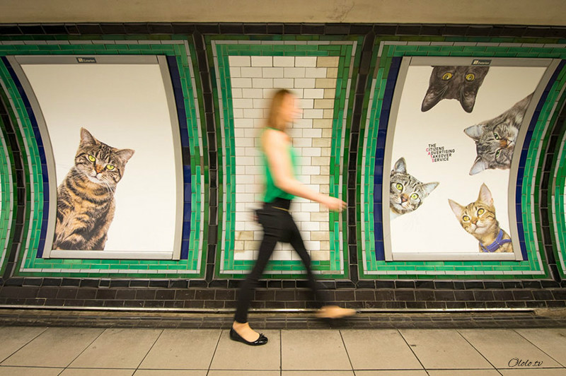Жители Лондона выкупили все рекламные объявления на станции метро и заменили их на котиков рис 6