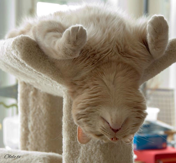 38 забавных доказательств того, что кошки могут уснуть где угодно рис 9