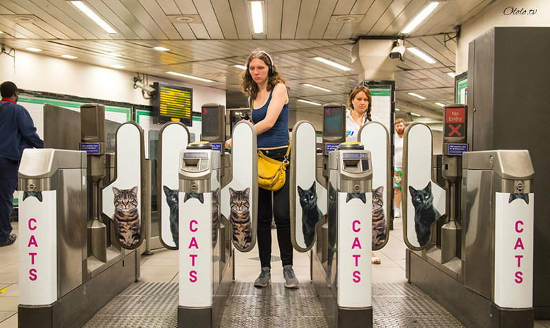 Жители Лондона выкупили все рекламные объявления на станции метро и заменили их на котиков рис 8