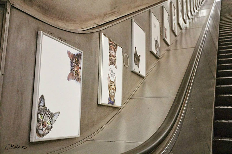 Жители Лондона выкупили все рекламные объявления на станции метро и заменили их на котиков рис 7