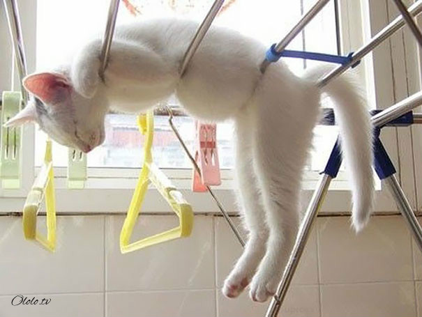 38 забавных доказательств того, что кошки могут уснуть где угодно рис 20