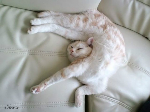 38 забавных доказательств того, что кошки могут уснуть где угодно рис 29