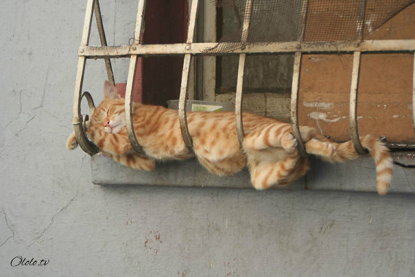 38 забавных доказательств того, что кошки могут уснуть где угодно рис 7