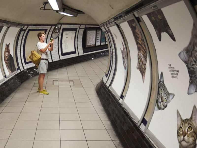 Жители Лондона выкупили все рекламные объявления на станции метро и заменили их на котиков рис 4