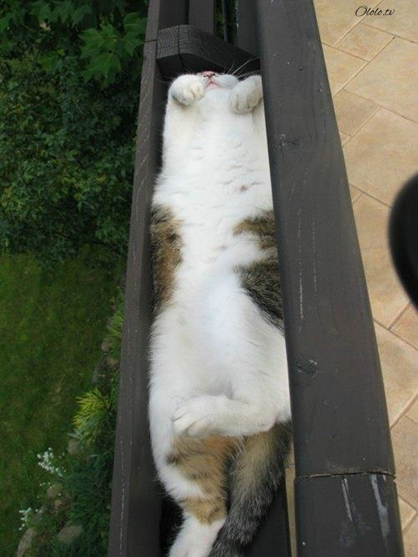 38 забавных доказательств того, что кошки могут уснуть где угодно рис 11