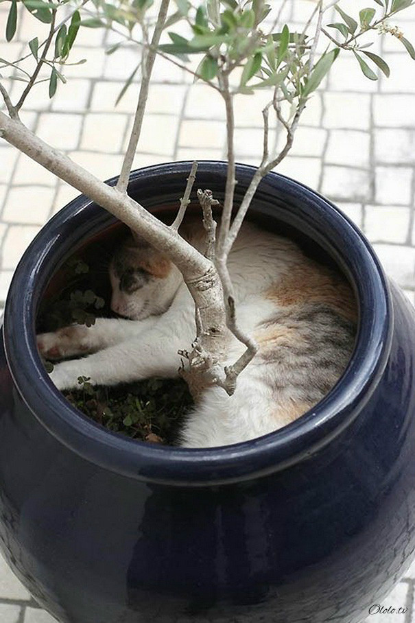 38 забавных доказательств того, что кошки могут уснуть где угодно рис 32