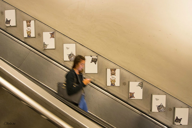 Жители Лондона выкупили все рекламные объявления на станции метро и заменили их на котиков рис 3
