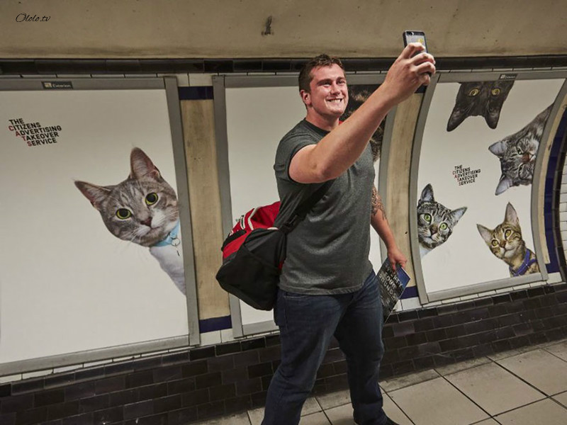 Жители Лондона выкупили все рекламные объявления на станции метро и заменили их на котиков рис 2