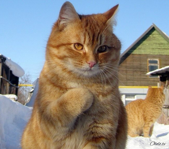 10 фотографий котов, сделанных в самый нужный момент рис 10