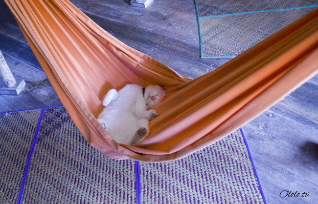 20 изобретательных котов, которые спят изо всех сил рис 8