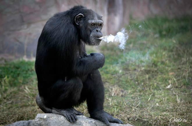 Курящая шимпанзе Азалия стала настоящей звездой Пьхеньянского зоопарка рис 2