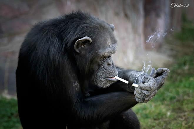 Курящая шимпанзе Азалия стала настоящей звездой Пьхеньянского зоопарка рис 3