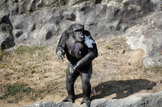 Курящая шимпанзе Азалия стала настоящей звездой Пьхеньянского зоопарка рис 5