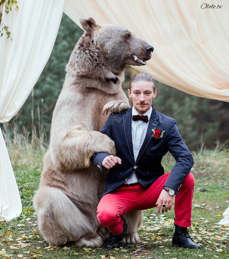 Свадьба по-русски: медведь благословляет жениха и невесту рис 4