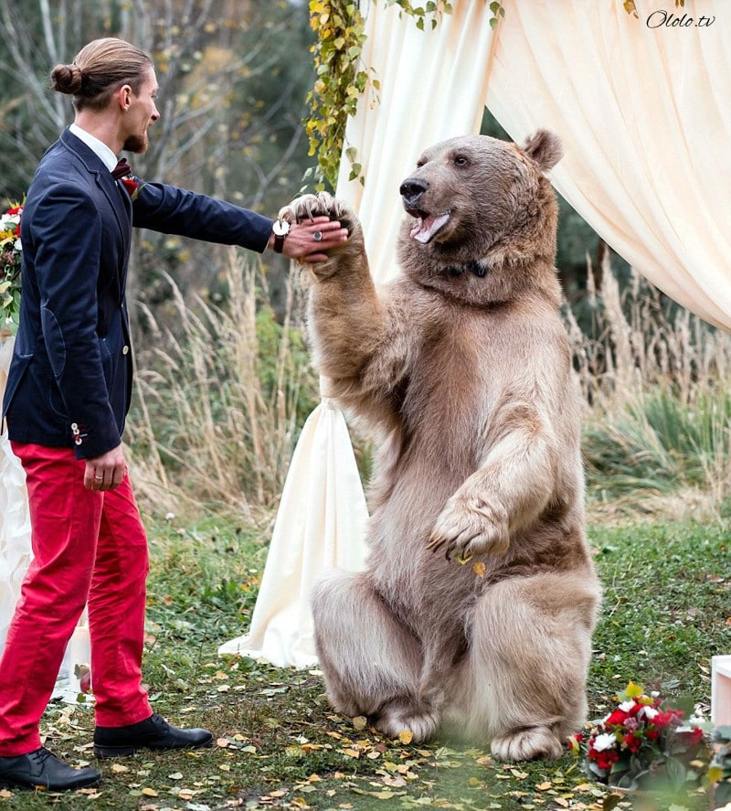 Свадьба по-русски: медведь благословляет жениха и невесту рис 8