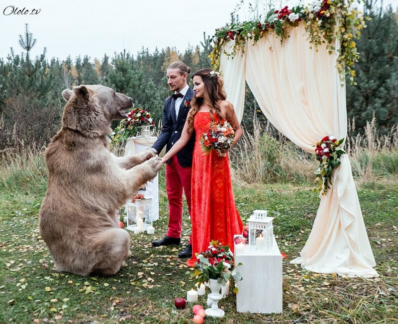 Свадьба по-русски: медведь благословляет жениха и невесту рис 3
