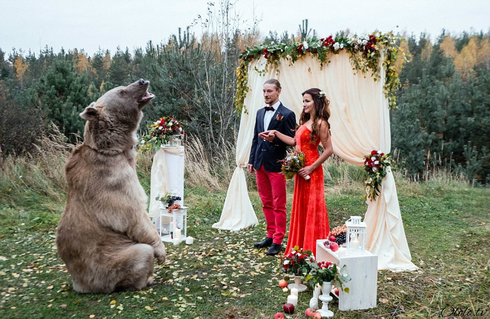 Свадьба по-русски: медведь благословляет жениха и невесту рис 10