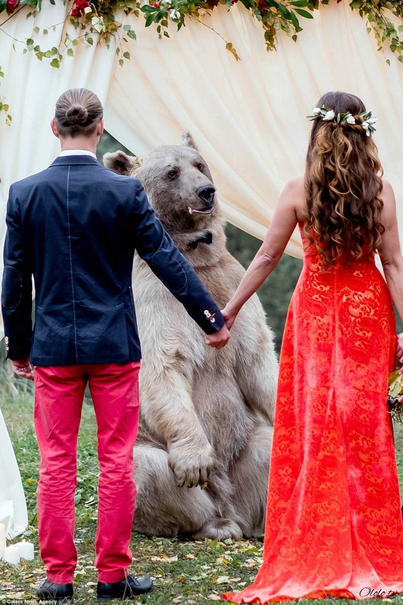 Свадьба по-русски: медведь благословляет жениха и невесту рис 5