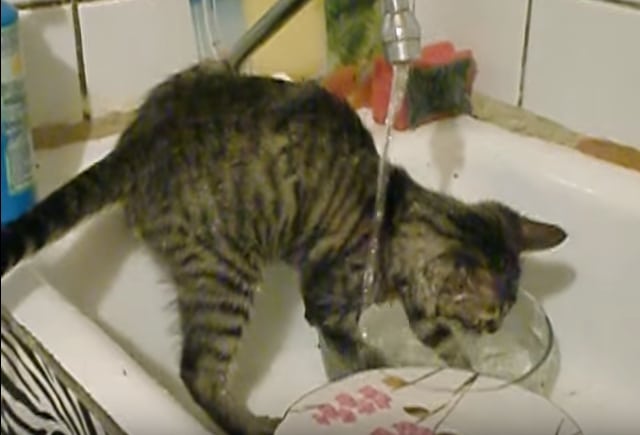 кошка моет посуду