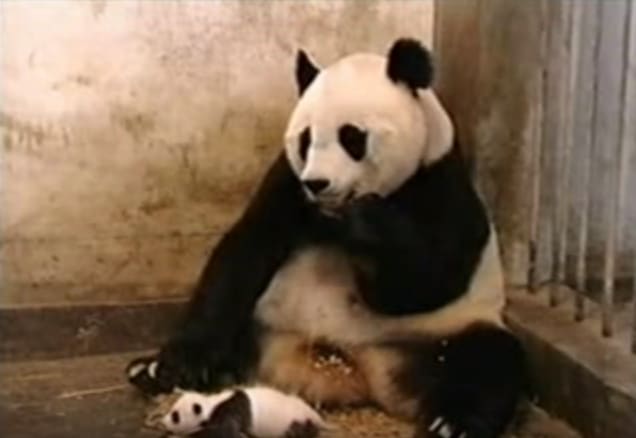 Малышка-панда