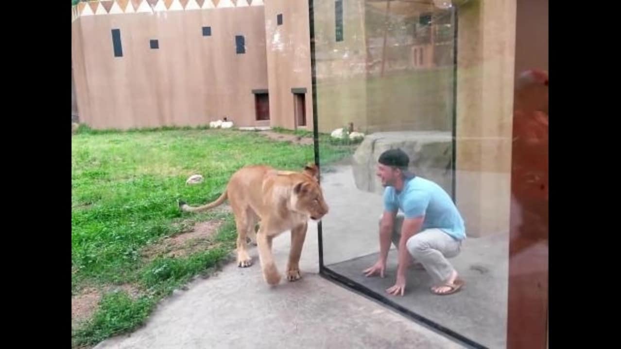 How to Play with Lions at the Zoo