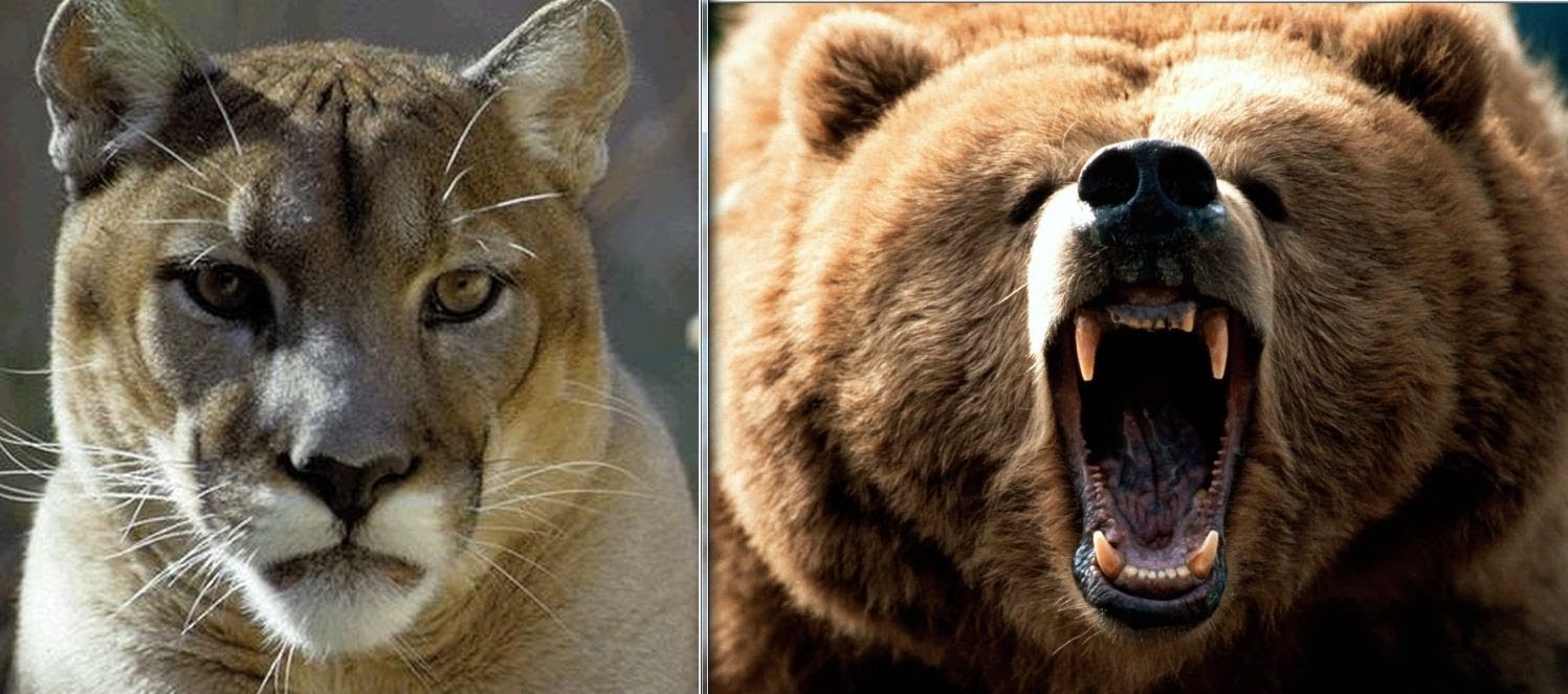 bear vs puma
