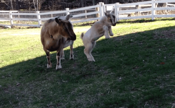 Baby-Goat