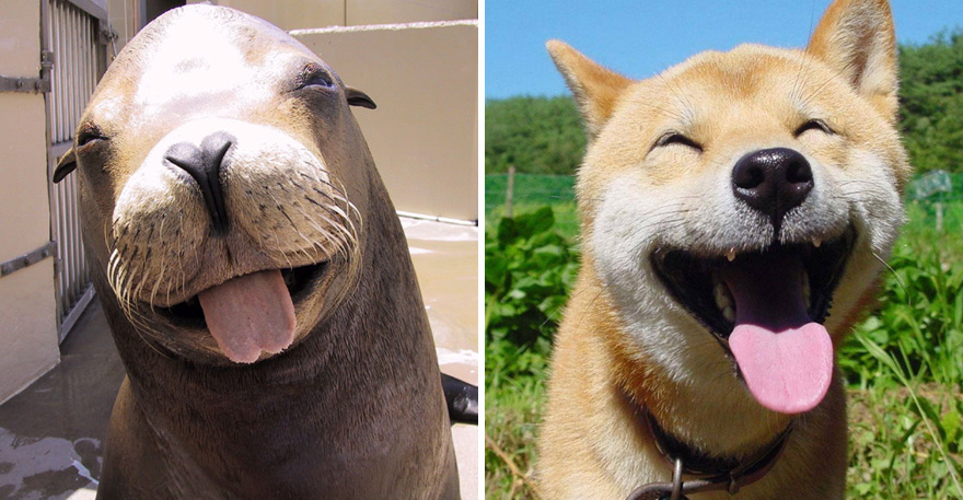 funny-seals-look-like-dogs0