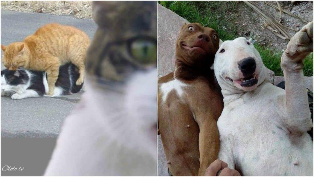 23 фотографии животных, глядя на которые невозможно не улыбнуться
