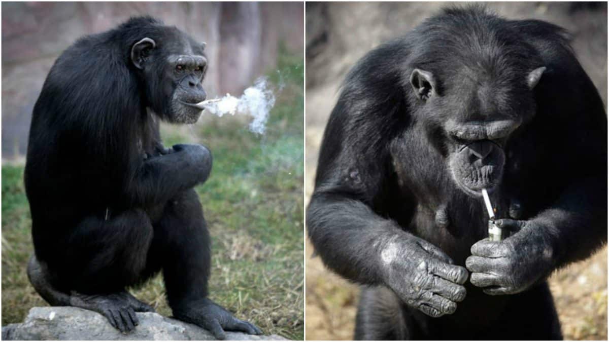 Курящая шимпанзе Азалия стала настоящей звездой Пьхеньянского зоопарка