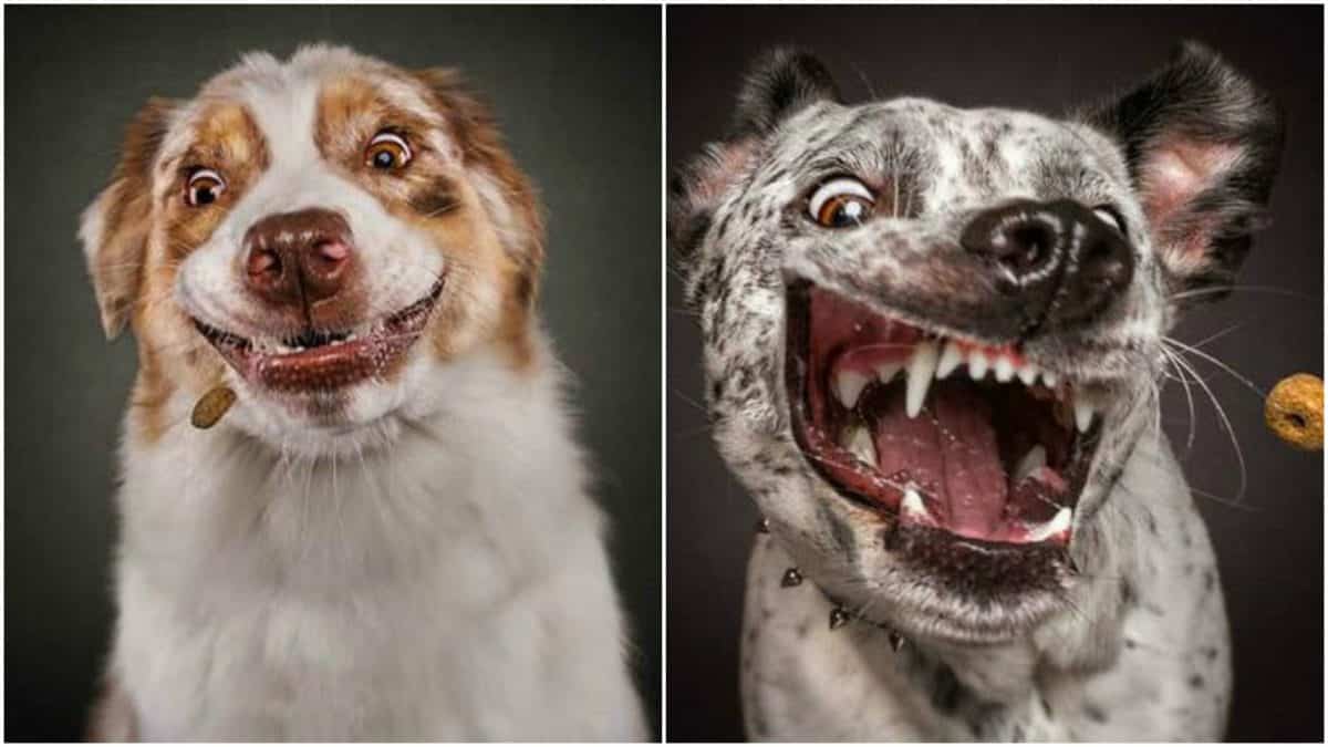 Смешные фотографии собак, которые ловят еду