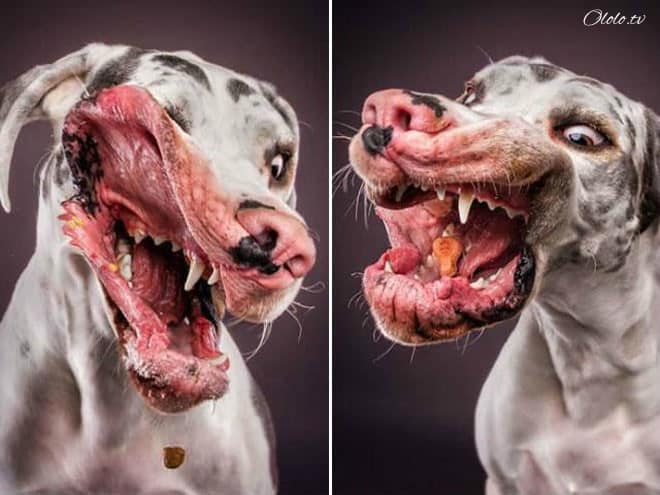 Смешные фотографии собак, которые ловят еду рис 7