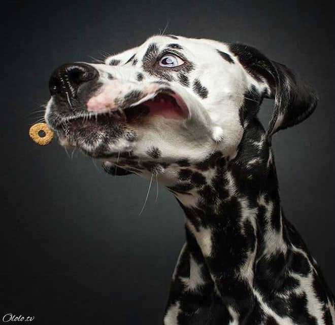 Смешные фотографии собак, которые ловят еду рис 5