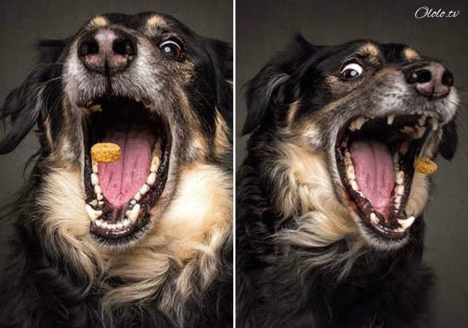 Смешные фотографии собак, которые ловят еду рис 4