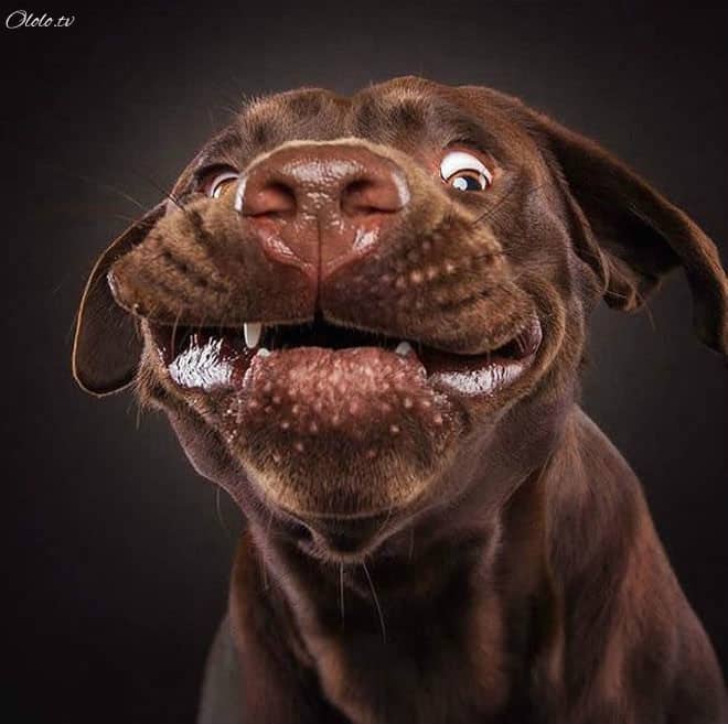 Смешные фотографии собак, которые ловят еду