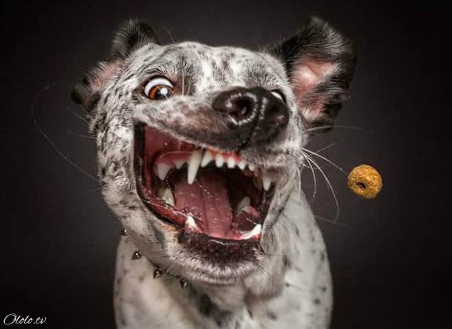 Смешные фотографии собак, которые ловят еду рис 10