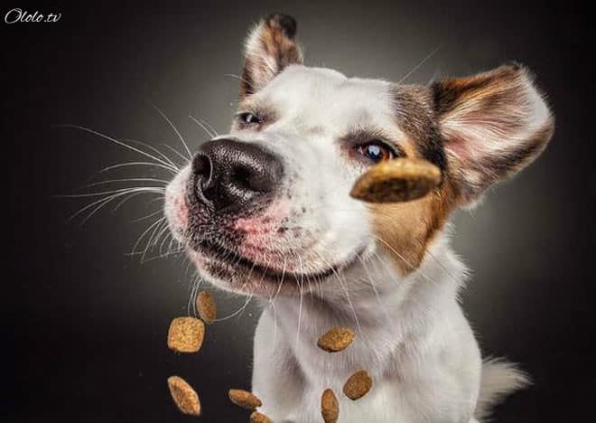 Смешные фотографии собак, которые ловят еду рис 9