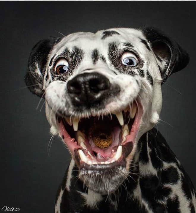 Смешные фотографии собак, которые ловят еду рис 8