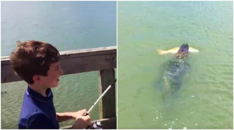 Ленивый аллигатор украл добычу у юного рыбака! Видео