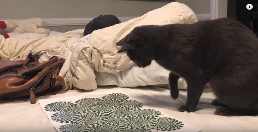 Реакция кота на оптическую иллюзию. Видео