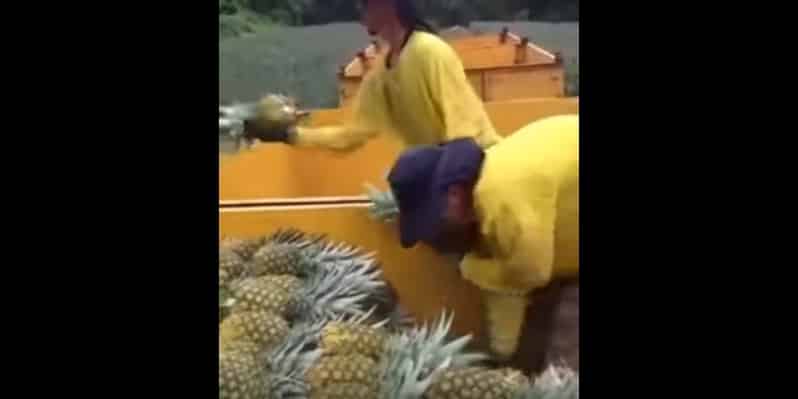 Живой конвейер по сбору ананасов. Видео