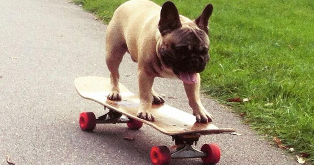 Собачий экстрим: французский бульдог показал, как надо ездить на скейтборде. Видео