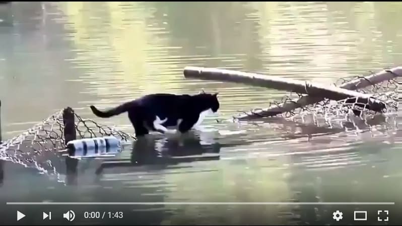 Этого кота не пугают никакие водные преграды! Видео