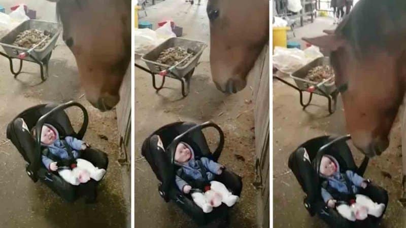 Эта лошадь знает, как успокоить плачущего ребенка. Видео