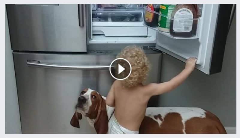 Верный четвероногий друг помог маленькой девочке добраться до холодильника.